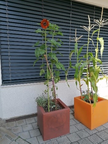 Juli 2024 – Sonnenblumen wachsen 🌻